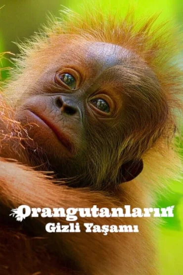 Orangutanların Gizli Yaşamı izle